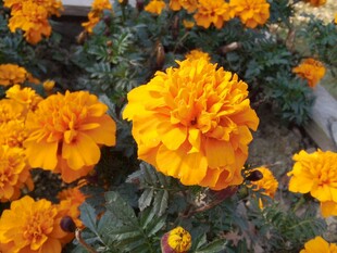 鲜艳橘色万寿菊绽放