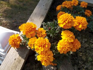 鲜艳万寿菊绽放木栏旁