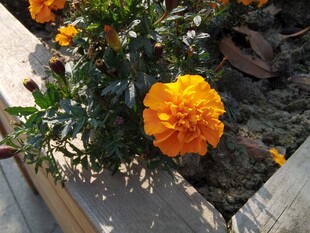 绽放的橙色万寿菊