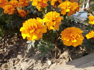 鲜艳黄色万寿菊绽放