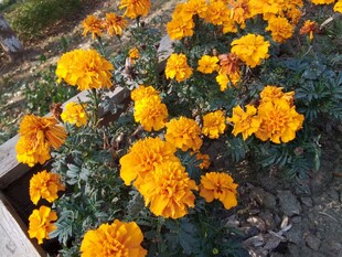 绽放的艳丽橙色万寿菊