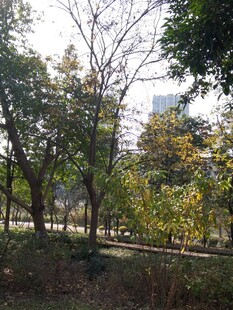 城市中的静谧树林景观