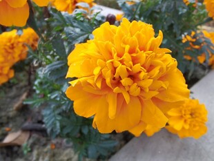 鲜艳黄色万寿菊特写