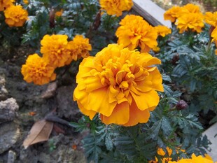 鲜艳万寿菊绽放