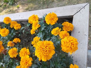 盛放的黄色万寿菊