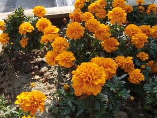 鲜艳万寿菊绽放