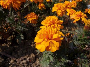 鲜艳橘黄色万寿菊绽放