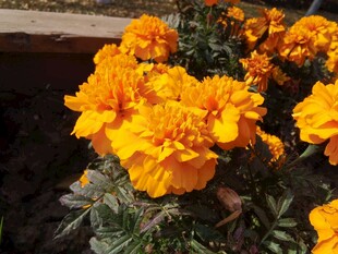 鲜艳万寿菊绽放