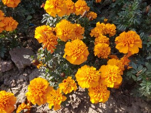 鲜艳万寿菊绽放