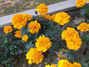 鲜艳黄菊花绽放