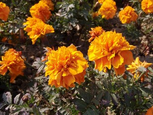 鲜艳橘色万寿菊绽放