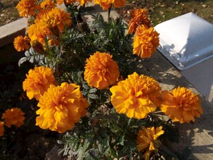 鲜艳万寿菊绽放生机