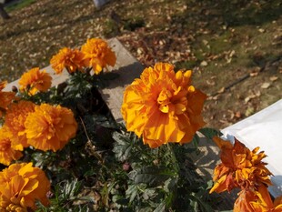 阳光下的艳丽橙色万寿菊