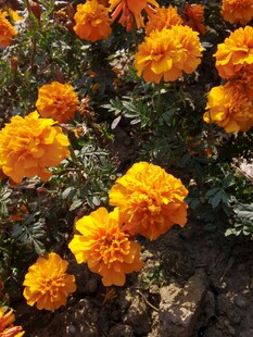 鲜艳万寿菊绽放