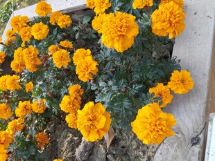 墙边绽放的艳丽黄色花朵