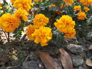 鲜艳橘黄色花朵绽放