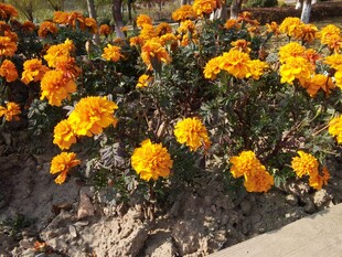 鲜艳橘色万寿菊绽放美景