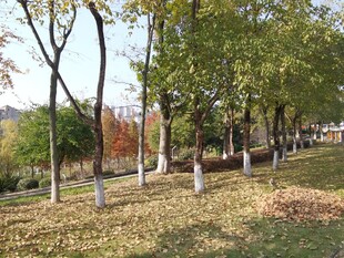 秋日林荫道落叶铺满地