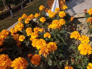 路边盛放的灿烂万寿菊