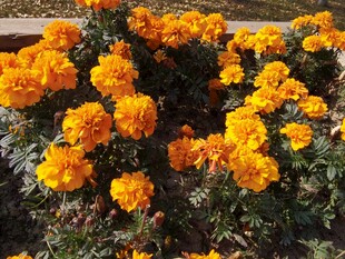 鲜艳万寿菊绽放