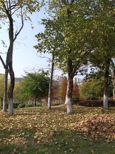 秋日公园落叶树木景致