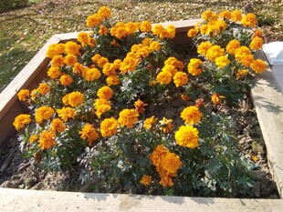 鲜艳万寿菊绽放于花坛