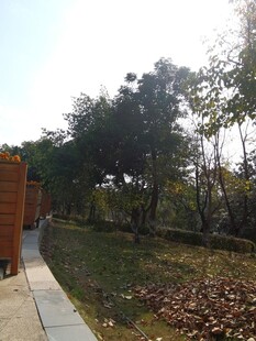 户外林间小道景观