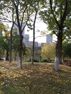 秋日公园树林落叶景致