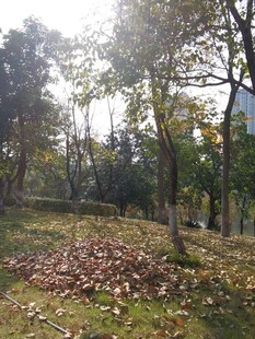 秋日林间落叶景致