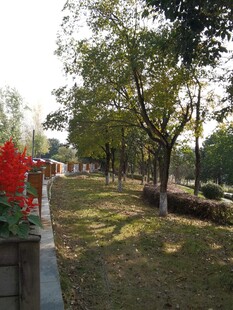 秋日公园林荫美景