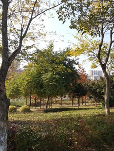 秋日公园林间景致