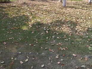 秋日落叶铺就的地面景色