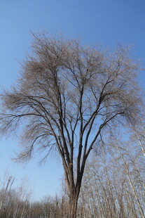 蓝天映衬下的光秃树木