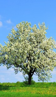 春日繁花盛开的孤树