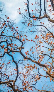 蓝天映衬下的斑斓树枝