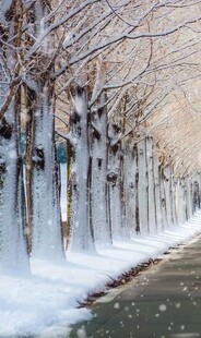 冬日雪覆树木的静谧小路