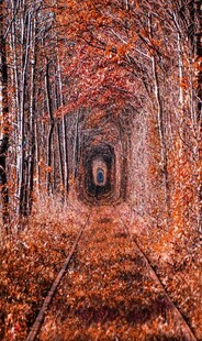 秋日林间铁轨的梦幻景致