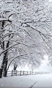 雪覆树林的静谧冬日景象
