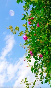 蓝天繁花间的美好景致