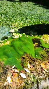 池塘中的绿色浮萍与杂物