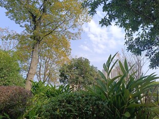 绿意盎然的自然植物景观