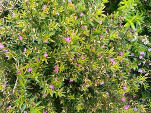 繁茂的开花灌木丛