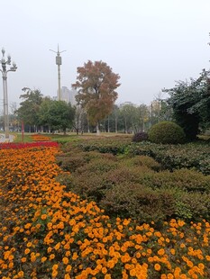 秋日绚烂花田景观