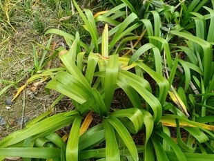 翠绿凤梨植物特写