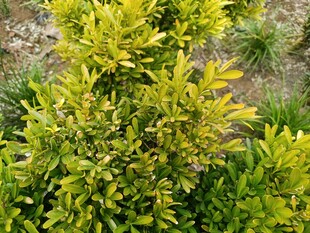 金黄叶片的茂密绿植