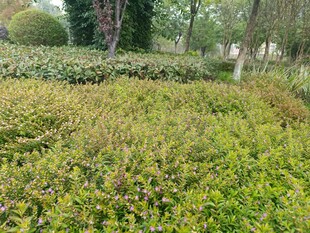 绿意盎然的野外植被景观