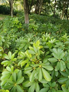 绿意盎然的灌木丛景观