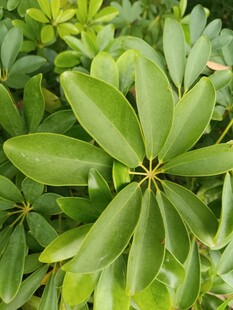 翠绿鹅掌柴叶片特写