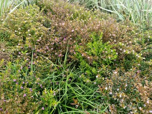 多彩繁茂的野生植物群落