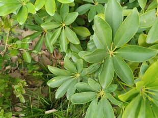 翠绿叶片的植物特写